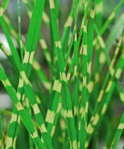 Variegated Zebra Grass Live Plant Miscanthus 'Zebrinus' Ornamental 5-8 Inch Tall - Image 5