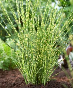 Variegated Zebra Grass Live Plant Miscanthus 'Zebrinus' Ornamental 5-8 Inch Tall - Image 6