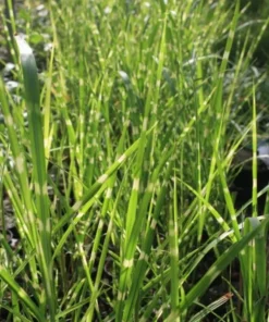Variegated Zebra Grass Live Plant Miscanthus 'Zebrinus' Ornamental 5-8 Inch Tall - Image 7