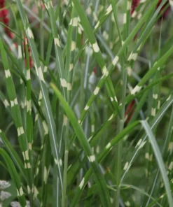 Variegated Zebra Grass Live Plant Miscanthus 'Zebrinus' Ornamental 5-8 Inch Tall - Image 9