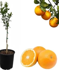 Vernia Orange Tree Live Plant, Grafted Citrus Fruit Tree, 2-3 Feet Tall, 3 Gallon Pot, Outdoor - Image 3