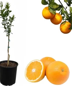 Vernia Orange Tree Live Plant, Grafted Citrus Fruit Tree, 2-3 Feet Tall, 3 Gallon Pot, Outdoor - Image 7
