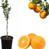 Vernia Orange Tree Live Plant, Grafted Citrus Fruit Tree, 2-3 Feet Tall, 3 Gallon Pot, Outdoor - Image 1