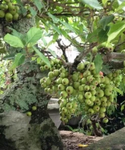 Vietnamese Fig Tree Live Plant – 1-2 ft Tall – Gallon Pot – Outdoor - Image 3