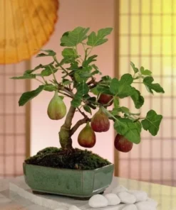Vietnamese Fig Tree Live Plant – 1-2 ft Tall – Gallon Pot – Outdoor - Image 4