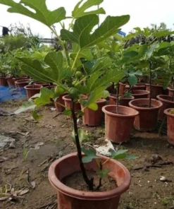 Vietnamese Fig Tree Live Plant – 1-2 ft Tall – Gallon Pot – Outdoor - Image 5