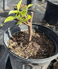 Vietnamese Fig Tree Live Plant – 1-2 ft Tall – Gallon Pot – Outdoor - Image 6