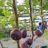 Vietnamese Fig Tree Live Plant – 1-2 ft Tall – Gallon Pot – Outdoor - Image 1