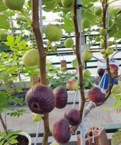 Vietnamese Fig Tree Live Plant – 1-2 ft Tall – Gallon Pot – Outdoor - Image 1