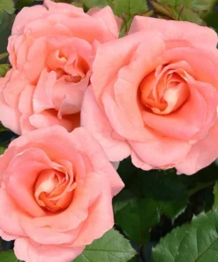 Westerland Climbing Rose Plant - Orange Apricot Fragrant, 5-7 Inch Tall Live Starter - Image 2