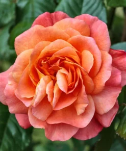 Westerland Climbing Rose Plant - Orange Apricot Fragrant, 5-7 Inch Tall Live Starter - Image 3
