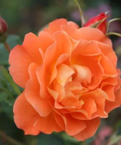 Westerland Climbing Rose Plant - Orange Apricot Fragrant, 5-7 Inch Tall Live Starter - Image 4