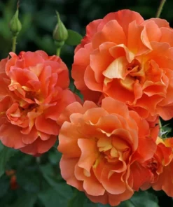 Westerland Climbing Rose Plant - Orange Apricot Fragrant, 5-7 Inch Tall Live Starter - Image 5