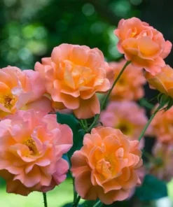 Westerland Climbing Rose Plant - Orange Apricot Fragrant, 5-7 Inch Tall Live Starter - Image 6