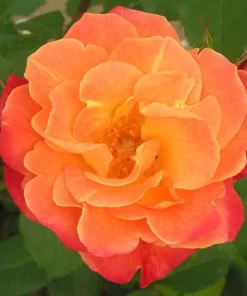 Westerland Climbing Rose Plant - Orange Apricot Fragrant, 5-7 Inch Tall Live Starter - Image 7