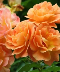 Westerland Climbing Rose Plant - Orange Apricot Fragrant, 5-7 Inch Tall Live Starter - Image 8