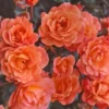 Westerland Climbing Rose Plant - Orange Apricot Fragrant, 5-7 Inch Tall Live Starter - Image 1