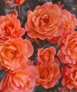 Westerland Climbing Rose Plant - Orange Apricot Fragrant, 5-7 Inch Tall Live Starter - Image 1