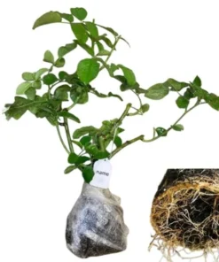 Westerland Climbing Rose Plant - Orange Apricot Fragrant, 5-7 Inch Tall Live Starter - Image 9