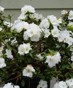 White Azalea Live Starter Plant – 6-8 Inch Tall, 3 Inch Pot – Outdoor Shrub - Image 10