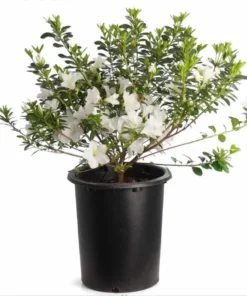 White Azalea Live Starter Plant – 6-8 Inch Tall, 3 Inch Pot – Outdoor Shrub - Image 1