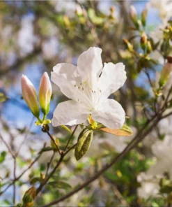 White Azalea Live Starter Plant – 6-8 Inch Tall, 3 Inch Pot – Outdoor Shrub - Image 3