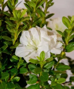 White Azalea Live Starter Plant – 6-8 Inch Tall, 3 Inch Pot – Outdoor Shrub - Image 6