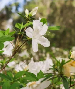 White Azalea Live Starter Plant – 6-8 Inch Tall, 3 Inch Pot – Outdoor Shrub - Image 7