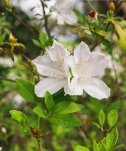 White Azalea Live Starter Plant – 6-8 Inch Tall, 3 Inch Pot – Outdoor Shrub - Image 8