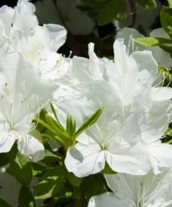 White Azalea Live Starter Plant – 6-8 Inch Tall, 3 Inch Pot – Outdoor Shrub - Image 9