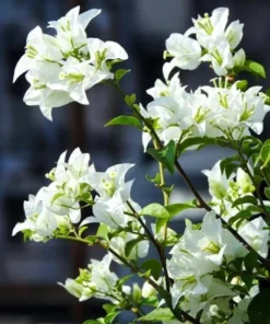 White Bougainvillea Live Plant - 4 Inch Pot - Outdoor Flowering Shrub - Image 10