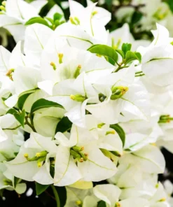 White Bougainvillea Live Plant - 4 Inch Pot - Outdoor Flowering Shrub - Image 3