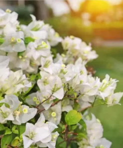 White Bougainvillea Live Plant - 4 Inch Pot - Outdoor Flowering Shrub - Image 4