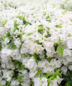 White Bougainvillea Live Plant - 4 Inch Pot - Outdoor Flowering Shrub - Image 6
