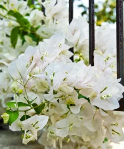 White Bougainvillea Live Plant - 4 Inch Pot - Outdoor Flowering Shrub - Image 7