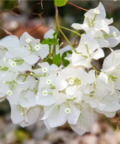 White Bougainvillea Live Plant - 4 Inch Pot - Outdoor Flowering Shrub - Image 9