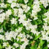 White Bougainvillea Live Plant - 4 Inch Pot - Outdoor Flowering Shrub - Image 1