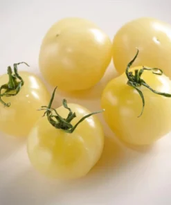 White Cherry Tomato Live Plants 2-Pack, 4 Inch Pot, 6-8 Inch Tall Starter Plants - Image 3