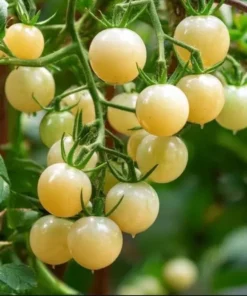 White Cherry Tomato Live Plants 2-Pack, 4 Inch Pot, 6-8 Inch Tall Starter Plants - Image 4