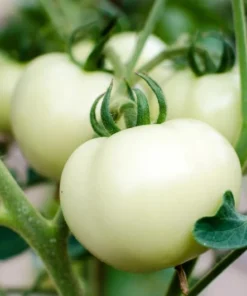 White Cherry Tomato Live Plants 2-Pack, 4 Inch Pot, 6-8 Inch Tall Starter Plants - Image 5