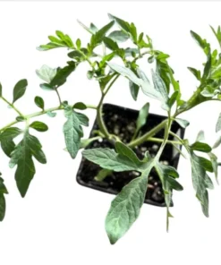 White Cherry Tomato Live Plants 2-Pack, 4 Inch Pot, 6-8 Inch Tall Starter Plants - Image 6
