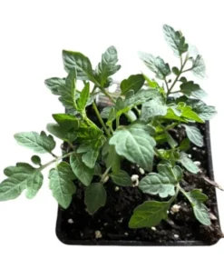 White Cherry Tomato Live Plants 2-Pack, 4 Inch Pot, 6-8 Inch Tall Starter Plants - Image 7