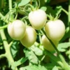 White Cherry Tomato Live Plants 2-Pack, 4 Inch Pot, 6-8 Inch Tall Starter Plants - Image 1