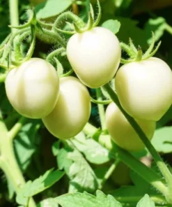 White Cherry Tomato Live Plants 2-Pack, 4 Inch Pot, 6-8 Inch Tall Starter Plants - Image 1