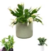 White Easter Cactus Live Plant - Rhipsalidopsis Gaertneri - Spring Bloom Succulent Starter Plant 5-7" Tall - Image 1