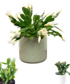 White Easter Cactus Live Plant - Rhipsalidopsis Gaertneri - Spring Bloom Succulent Starter Plant 5-7" Tall - Image 1
