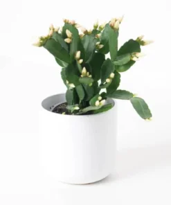 White Easter Cactus Live Plant - Rhipsalidopsis Gaertneri - Spring Bloom Succulent Starter Plant 5-7" Tall - Image 2