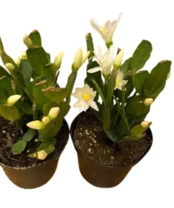 White Easter Cactus Live Plant - Rhipsalidopsis Gaertneri - Spring Bloom Succulent Starter Plant 5-7