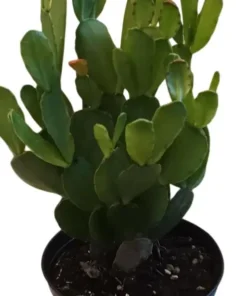 White Easter Cactus Live Plant - Rhipsalidopsis Gaertneri - Spring Bloom Succulent Starter Plant 5-7