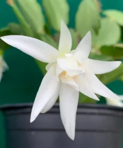 White Easter Cactus Live Plant - Rhipsalidopsis Gaertneri - Spring Bloom Succulent Starter Plant 5-7